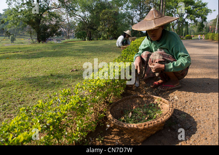 Gärtner, der in den National Kandawgyi Gardens (ehemals National Botanical Gardens) in Pyin Oo Lwin, Myanmar, arbeitet. Stockfoto