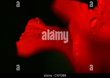 Eine einzelne Mohnblume mit Tau fällt auf den Blütenblättern, die mit geringen Schärfentiefe mit Makro-Objektiv Stockfoto