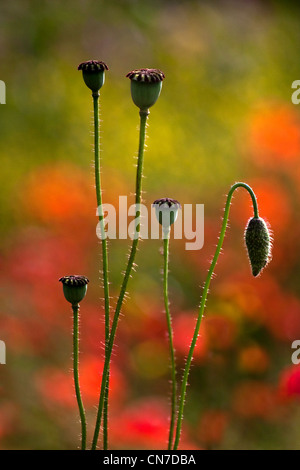 Samenkapseln und Poppy Buds mit Out-of-Focus Mohnfeld im Hintergrund, Stockfoto