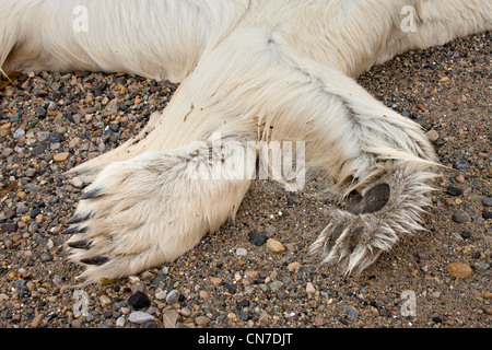 Norwegen, Svalbard, Spitzbergen Insel, close-up der Pfoten von Toten Erwachsenen Eisbären (Ursus Maritimus) Stockfoto