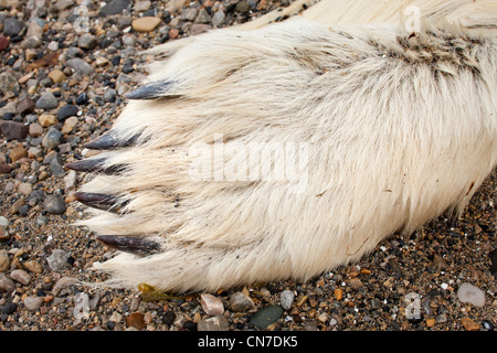 Norwegen, Svalbard, Spitzbergen Insel, close-up der Pfoten von Toten Erwachsenen Eisbären (Ursus Maritimus) Stockfoto