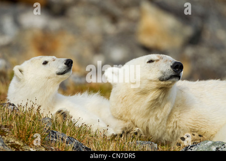 Norwegen, Svalbard, Spitzbergen Insel, Eisbär (Ursus Maritimus) und Cub ruht auf Tundra über Fuglefjorden (Vogel Fjord) Stockfoto