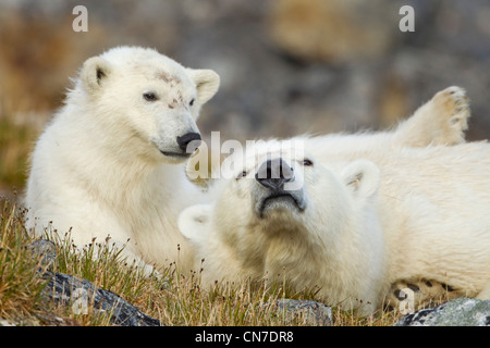 Norwegen, Svalbard, Spitzbergen Insel, Eisbär (Ursus Maritimus) und Cub ruht auf Tundra über Fuglefjorden (Vogel Fjord) Stockfoto