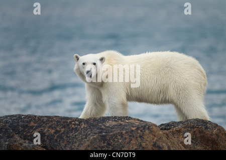 Norwegen, Svalbard, Spitzbergen Insel, Eisbär (Ursus Maritimus) stehen auf Felsen über dem Fuglefjorden (Vogel Fjord) Stockfoto