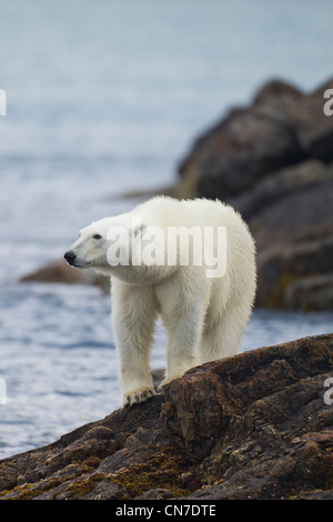 Norwegen, Svalbard, Spitzbergen Insel, Eisbär (Ursus Maritimus) stehend auf felsigen Küste entlang Fuglefjorden (Vogel Fjord) Stockfoto