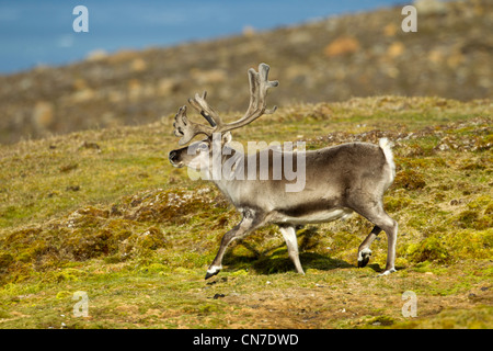 Norwegen, Svalbard, Spitzbergen Insel, Rentier (Rangifer Tarandus) läuft auf Tundra in den Hügeln oberhalb von St. Jonsfjorden Stockfoto