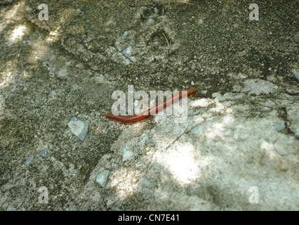 Tausendfüßler, die auf der Suche nach Schatten, Koh Sichang Insel, Insel in der Nähe von Chonburi, Thailand Stockfoto