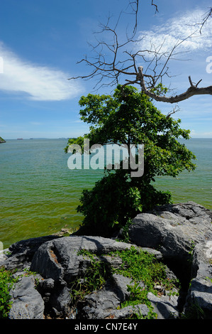 Lichtstreuung von Partikeln von Sedimenten und Mikroorganismen macht Blick Seegrün, Koh Sichang, thailand Stockfoto