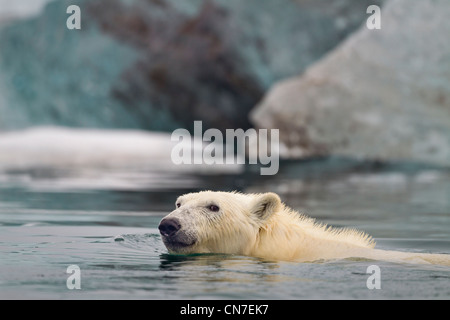 Norwegen, Svalbard, Spitzbergen Insel, Eisbär (Ursus Maritimus) in der Nähe von schmelzenden Gletscher Eisberg schwimmt Stockfoto