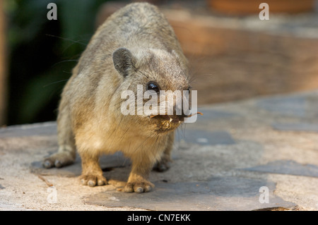 Den Rock Hyrax (Procavia Capensis) oder Cape Hyrax bestellen Familie, Neuling für Zoo von Chiang Mai, Thailand Stockfoto