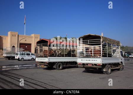 Der Traditionelle Tiermarkt Wird Inzwischen Nur Noch Direkt Ab LKW Abgewickelt. Nizwa ist Das Zentrum des Omanischen Kernlandes. Stockfoto