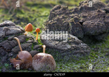 Gelbe verglühenden Toadstool (Bolbitius Vitellinus), einen kleinen, essbaren Pilz, wächst auf oder in der Nähe von Kot. Stockfoto