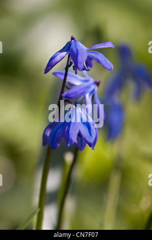 Sibirischer Blaustern, auch bekannt als Holz Blaustern (Scilla Siberica), eine bauchige Staude Stockfoto