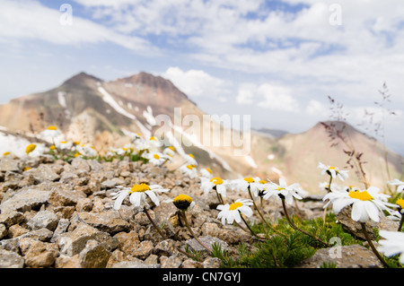 Blumen auf der südlichen Spitze des Berges Aragats, Armenien. Und der Nordspitze ist im Hintergrund. Stockfoto