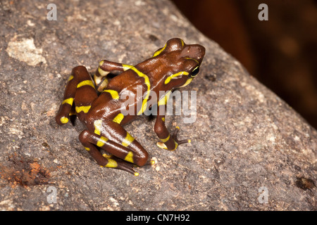 Harlekin Frosch, Atelopus limosus, in der Serranía de San Blas, Panama Provinz, Republik Panama. Stockfoto