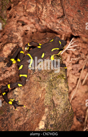 Harlekin Frosch, Atelopus limosus, in der Serranía de San Blas, Panama Provinz, Republik Panama. Stockfoto