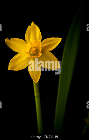 Die fastenzeit Lily, Narcissus pseudonarcissus, in einem Garten in Moss, Norwegen. Stockfoto
