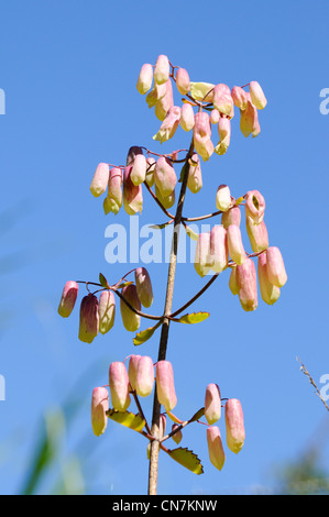 Dominikanische Republik, La Vega Provinz, Jarabacoa, Blumen Stockfoto