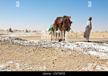 Ägypten, Unterägypten, libysche Wüste, Bahareyya Oase, Weiße Wüste, Kamele und Kamel-Treiber Stockfoto