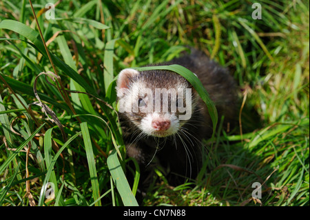 Frankreich, Paris, Bois De Boulogne, inländische Frettchen (Mustela Putorius Furo) Stockfoto