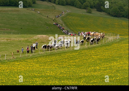 Frankreich, Haut-Rhin, Vallée de Munster, Szene der Transhumanz Stockfoto