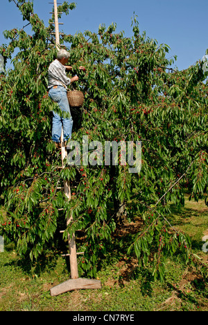 Frankreich, Haute Saone, Fougerolles, Kirschen (Prunus Cerasus), zusammen mit traditionellen Maul- und Charmottes Ziege von Bernard Stockfoto