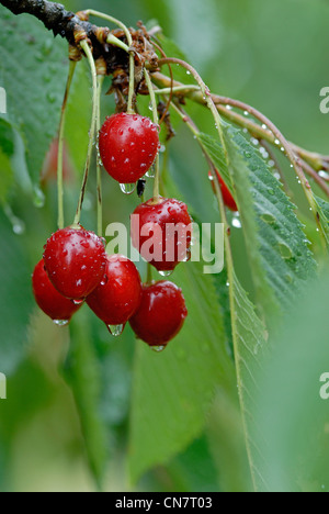 Frankreich, Haute Saone, Fougerolles, Kirsche (Prunus Cerasus) Obstgarten bei Bernard Oudot, Landwirt Destillateure Kirsch, früh Stockfoto