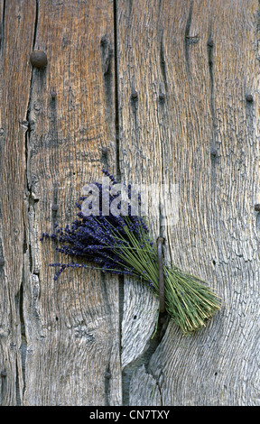 Frankreich, Alpes de Haute Provence, Park des Luberon, Simiane la Rotonde, ein Bouquet von Lavendel auf eine Tür im Juli Stockfoto