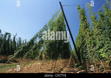 Frankreich, Bas Rhin, Kochersberg, Wingersheim, Hopfen (Humulus Lupulus), Kultur und Feld, war Stockfoto