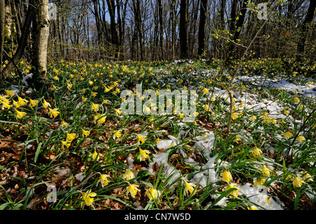 Frankreich, Doubs, nach Rougemont, verschneiten Lichtungen, Eiche Hainbuche, Narzissen (Narcissus Pseudonarcissus) Anfang März Stockfoto