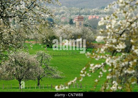 Frankreich, Haute Saone, Fougerolles, der Kirche und seine Glocke Turm Comtois, Obstgärten, Kirschblüten, Weiden, April Stockfoto