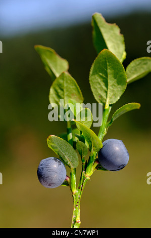 Frankreich, Vogesen, La Bresse, Moor, gemeinsame Heidelbeere (Vaccinium Myrtillus), Juli Stockfoto