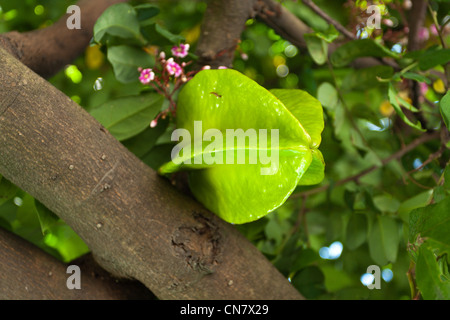 Karambolen oder Stern Obst (Averrhoa carambola) auf den Baum, Hualien, Taiwan Stockfoto