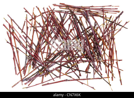 Feder rot Zweige und klebt Busch Weide Baum Textur Hintergrund isoliert Stockfoto