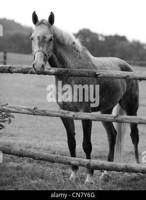 Pferd Stockfoto