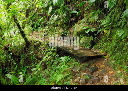 Parc National de Guadeloupe, Chutes du Carbet (Carbet Fälle), Holz, Basse-Terre, Guadeloupe (Französische Antillen), Frankreich Stockfoto