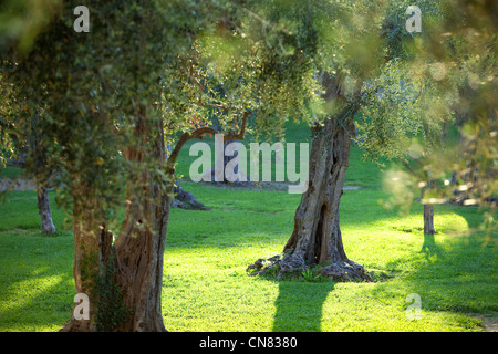 Frankreich, Alpes Maritimes, schön, Stadtteil Cimiez Hill, Olive Grove im Park der Villa des Arenes de Cimiez Stockfoto