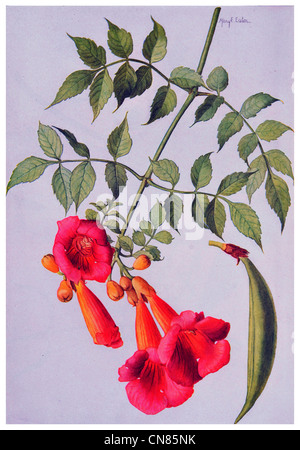 Erste veröffentlichte 1917 Trumpet Vine Bignonia Radicans Kuh Juckreiz Kolibri Ranke Stockfoto