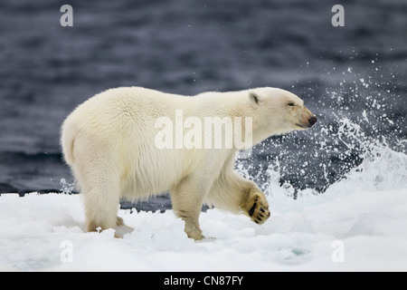 Norwegen, Spitzbergen, Nordaustlandet, Eisbär (Ursus Maritimus) vorbei an brechenden Wellen am Rand des Meeres Eisscholle schmilzt Stockfoto