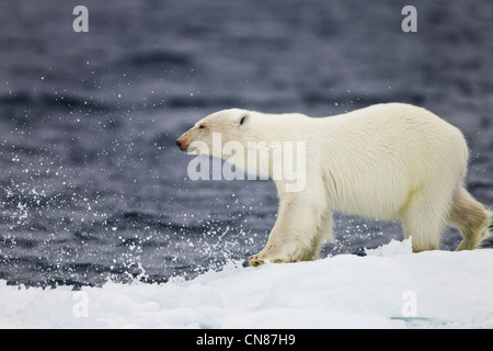 Norwegen, Spitzbergen, Nordaustlandet, Eisbär (Ursus Maritimus) vorbei an brechenden Wellen am Rand des Meeres Eisscholle schmilzt Stockfoto