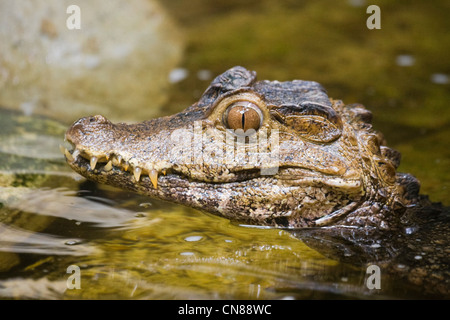 Cuvier Zwerg Kaiman - Paleosuchus palpebrosus Stockfoto