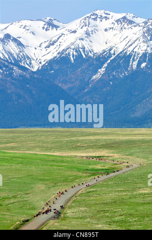 Almabtrieb auf Oregons Zumwalt Prairie. Die Wallowa Mountains sind im Hintergrund. Stockfoto