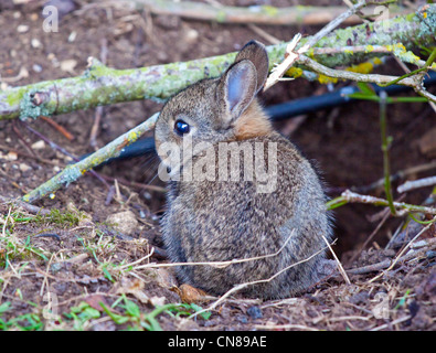 Juvenile Europäische Wildkaninchen (Oryctolagus Cuniculus) am Eingang der Höhle, UK Stockfoto