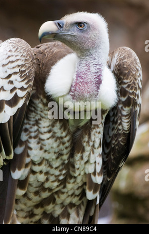 Ruppell der Gänsegeier - abgeschottet rueppellii Stockfoto