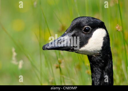 Kanada-Gans, Vogel, Nahaufnahme Kopf geschossen Stockfoto