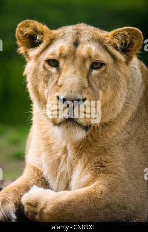 Asiatische Löwe - Panthera Leo Persica oder asiatischen Löwen Stockfoto
