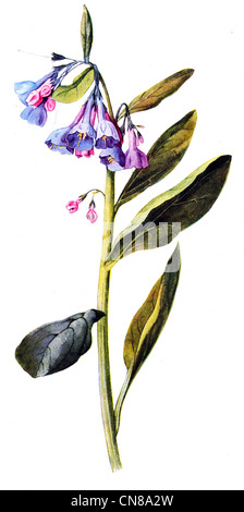 Zuerst veröffentlicht 1915 Virginia Schlüsselblume oder Bluebell Mertensia Virginica Stockfoto