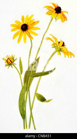Erste veröffentlichte 1915 Black eyed Susan Rudbeckia hirta Stockfoto