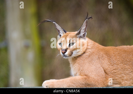 Karakal - Caracal caracal Stockfoto