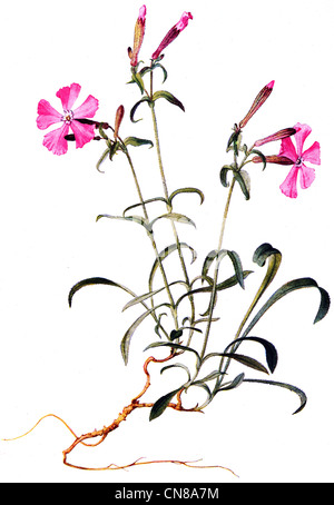 Zuerst veröffentlicht 1915 wildes Rosa Silene caroliniana Stockfoto